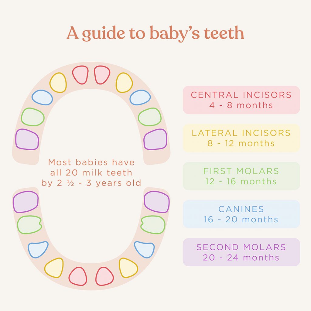 baby teeth guide